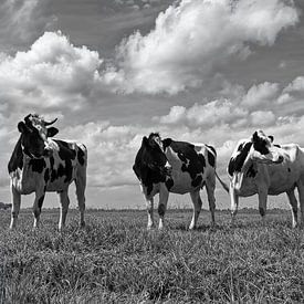 Koeien In De Polder 02 van Peter Bongers