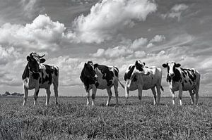 Vaches dans le polder