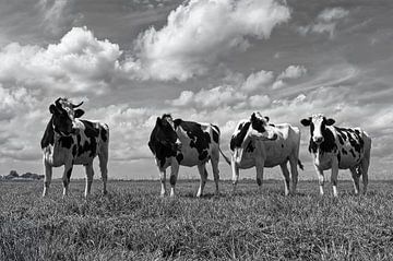 Vaches dans le polder sur Peter Bongers