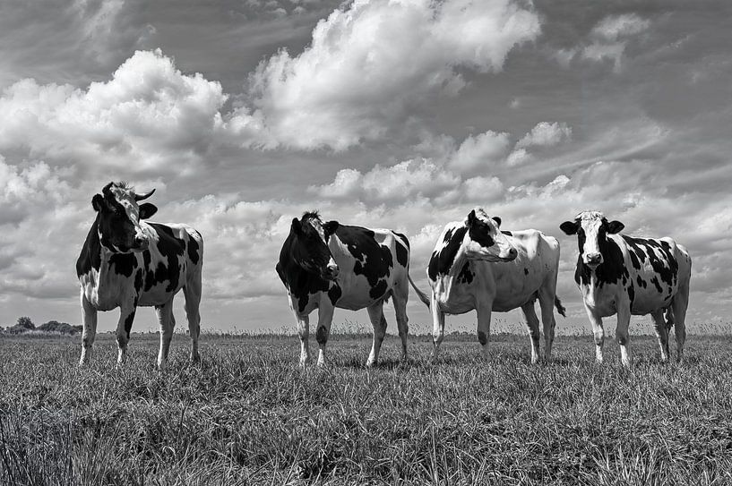 Vaches dans le polder par Peter Bongers