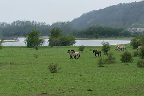 Paarden bij de Blaauwe Kamer 02