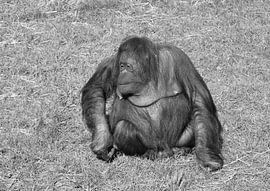 Orang-outan en noir et blanc
