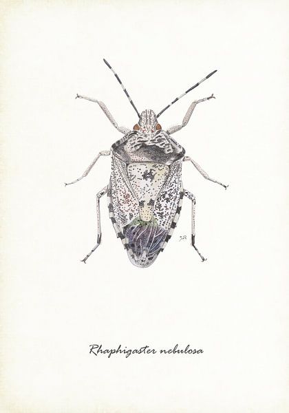 Grey shieldbug by Jasper de Ruiter