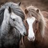 IJslandse paarden van Riana Kooij