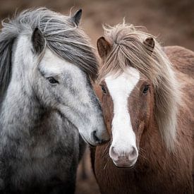 Icelandic horses by Riana Kooij