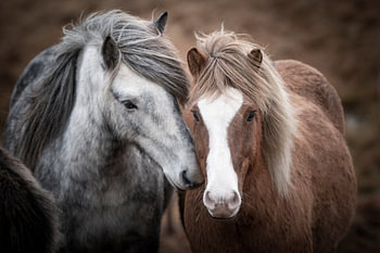 IJslandse paarden
