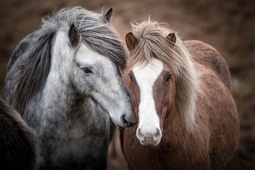 Chevaux islandais