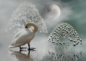 YinYang-Mond
