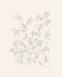 Étude botanique des fleurs sur Catalina Somolinos