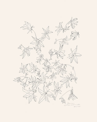 Botanische bloemstudie