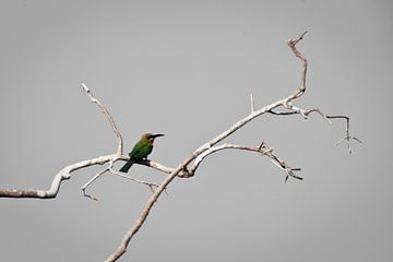 white-capped bee-eater Namibia by Remco Siero