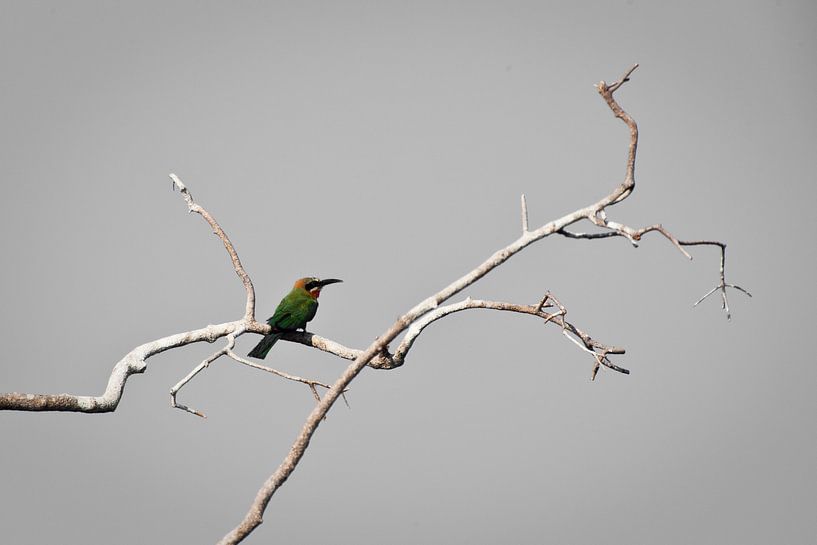 white-capped bee-eater Namibia by Remco Siero