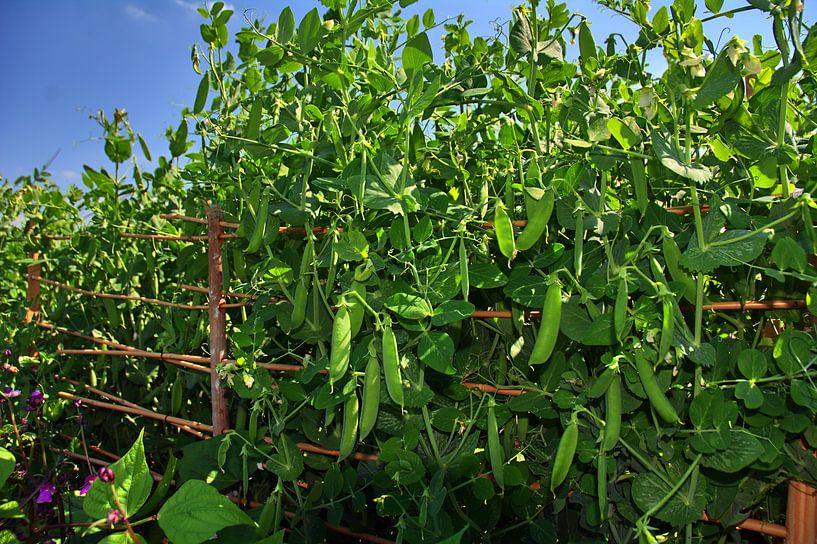 Erwten van Edgar Schermaul