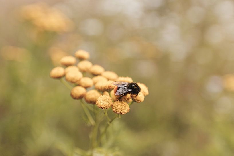 Biene auf einer gelben Blume im Sommer von Henrike Schenk