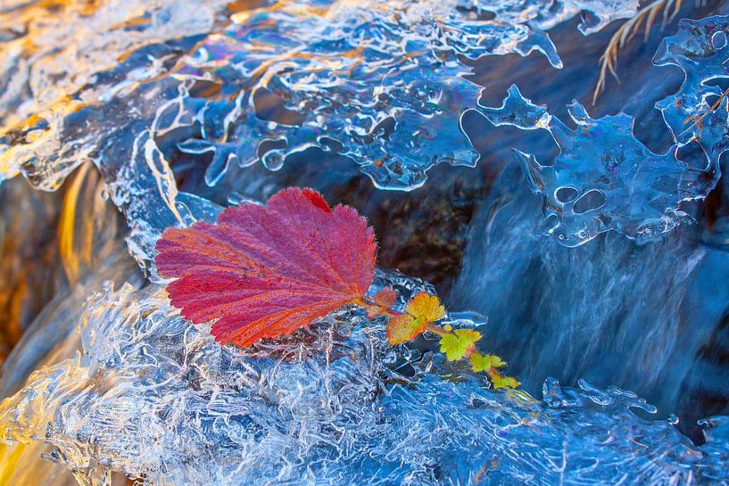 A small red leaf by Christa Kramer
