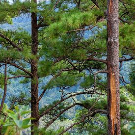 Doi Suthep sur Insolitus Fotografie