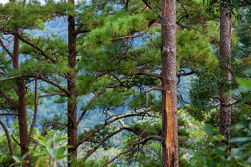 Doi Suthep by Insolitus Fotografie