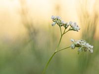 Flower field 1