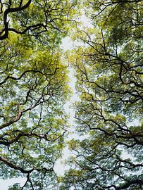 Bäume in einem botanischen Garten in Sri Lanka von Photolovers