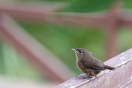 Huiswinterkoning Costa Rica 1