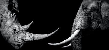 Rhino and elephant with black background by MADK