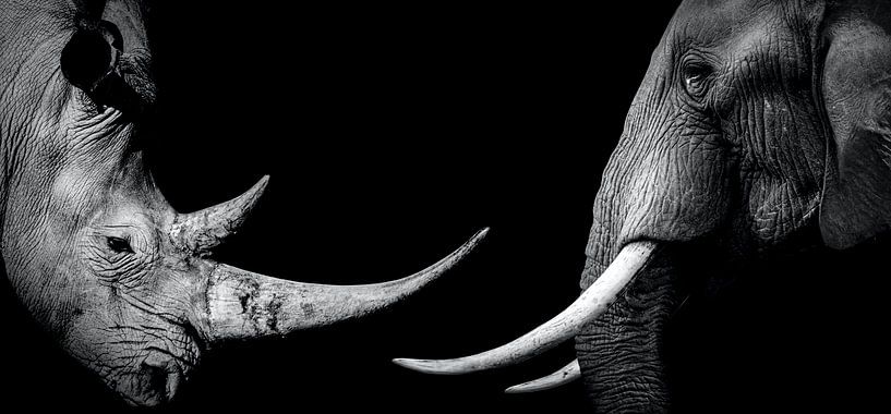 Rhino and elephant with black background by MADK