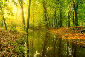 Ein Bach in einem hellgrünen Wald an einem frühen Herbstmorgen
