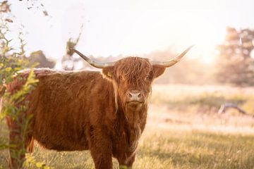 In Oogcontact met een Hooglander op het Doldersummerveld van Mijndierenfotograaf