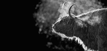 Schottischer Highlander in der eisigen Kälte auf Texel.