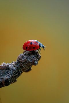 Ladybug by Pixel4ormer