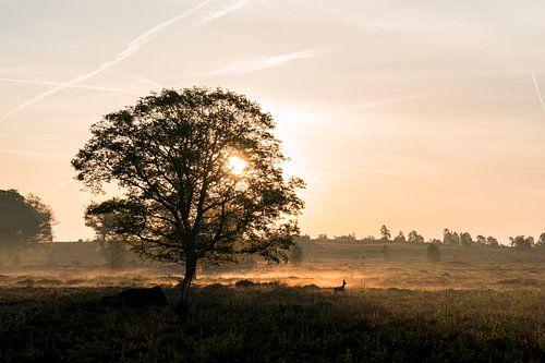 Zonsopgang met rennende ree op de Sallandse Heuvelrug