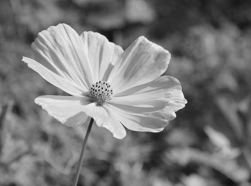 Kosmos ( Blume ) in schwarz und weiß von Jose Lok