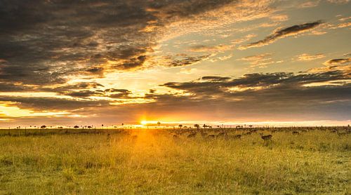 African Unique Sunrise
