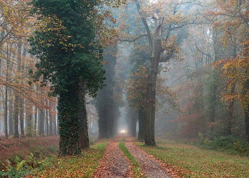 Mistig bos