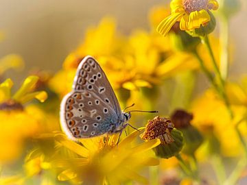 Chalk Hill Blue butterfly by Rob Boon