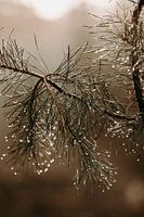 Raindrops