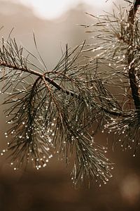 Gouttes de pluie sur Tessa Dommerholt