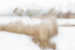 Herfst kleur van Ingrid Van Damme fotografie