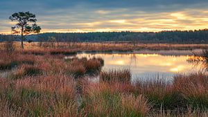 Sonnenaufgang im Dwingelderveld