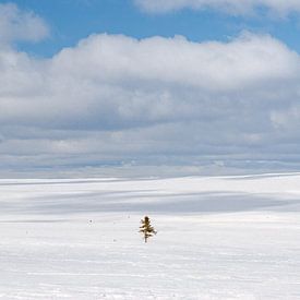 Winterlandschaft auf dem Hochplateau des Fulufjäletts von Leo Schindzielorz
