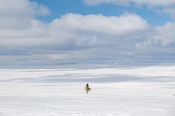 Winterlandschaft auf dem Hochplateau des Fulufjäletts
