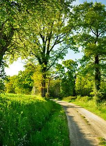 Landschaft mit Bäumen im Frühling