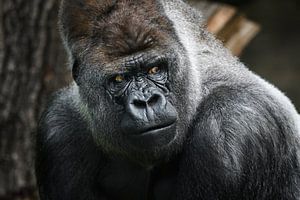 Porträt eines Gorillas - Alphamännchen