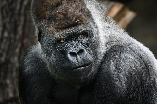 Portret  van een gorilla  - Alpha Male