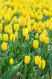 Yellow tulip in a typical Dutch scenery