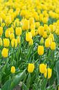 les tulipes jaunes en Hollande par Patrick Verhoef Aperçu