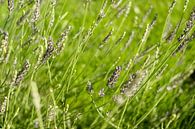 Nederland | Paarse lavendel in het groene gras | Natuurfotografie van Diana van Neck Photography thumbnail