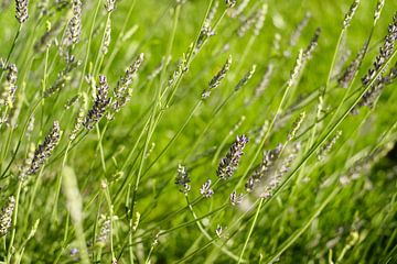 Nederland | Paarse lavendel in het groene gras | Natuurfotografie van Diana van Neck Photography