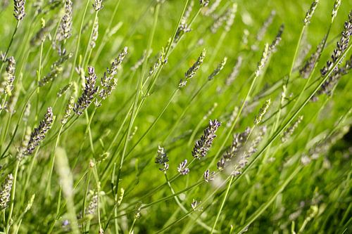 Nederland | Paarse lavendel in het groene gras | Natuurfotografie