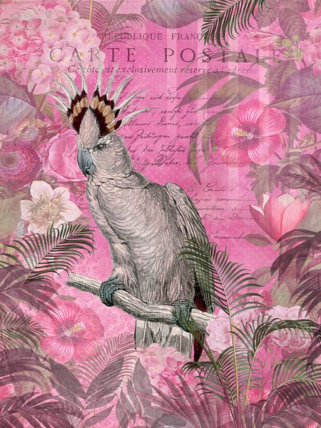 Kakadu Nostalgie In Pink von Andrea Haase